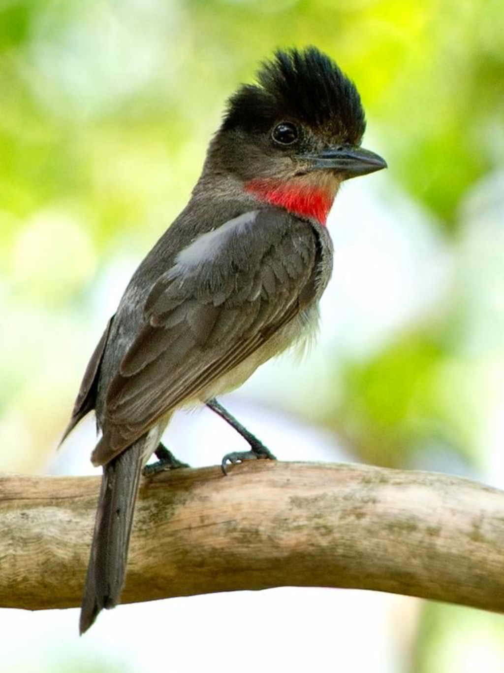 Cozumel Bird