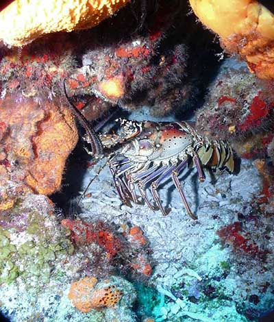 Cozumel Lobster Season