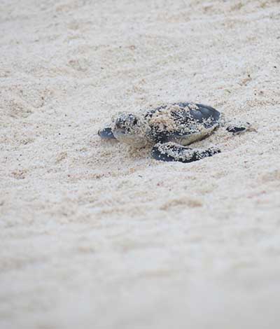 Cozumel Turtle Nesting