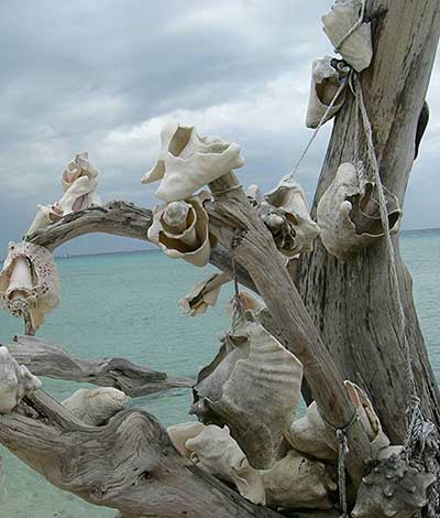 Cozumel Conch