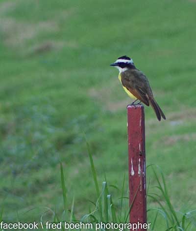 Cozumel Bird