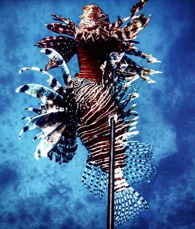 Lionfish Cozumel