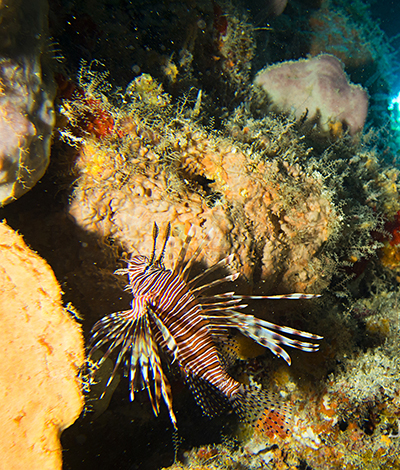 Cozumel Lionfish