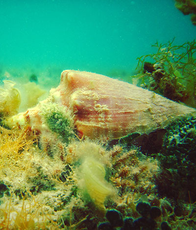 Cozumel Conch