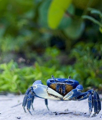 Cozumel Blue Crab