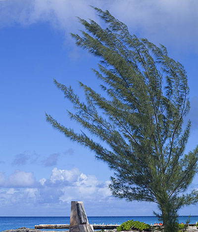 Cozumel Sea Pine