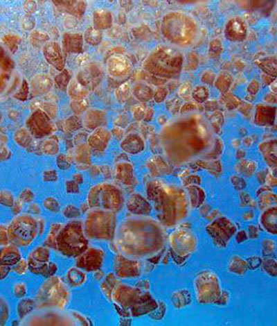 Cozumel Thimble Jelly Fish