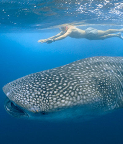 Whale Shark Cozumel