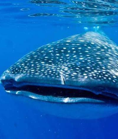 Cozumel WhaleShark