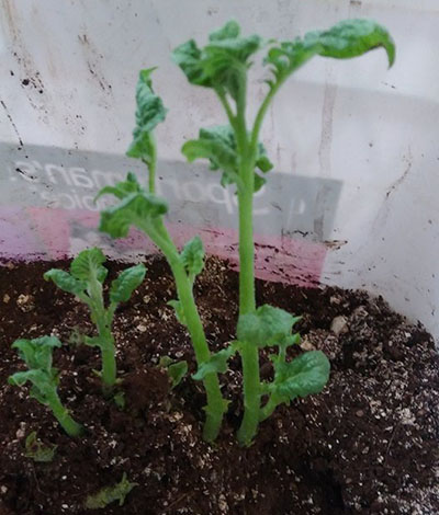 Cozumel Gardening