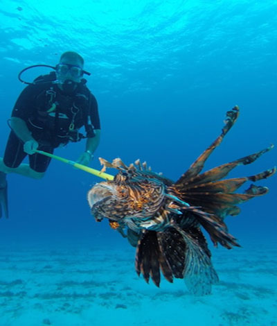 Lionfish Cozumel