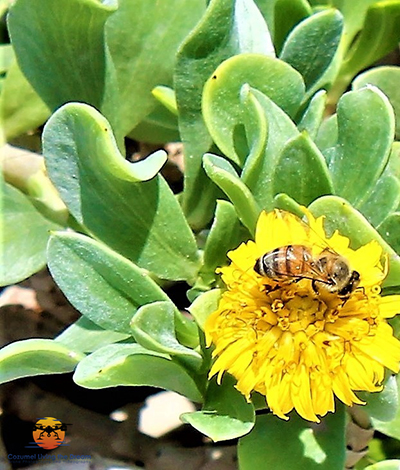 Bees in Yucatan