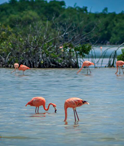 Cozumel Flamingo Fred Boehm