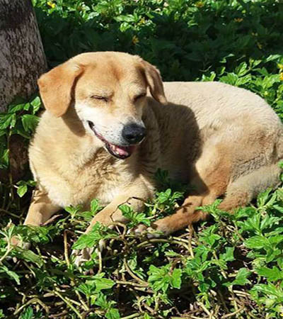 Lola Cozumel Dog