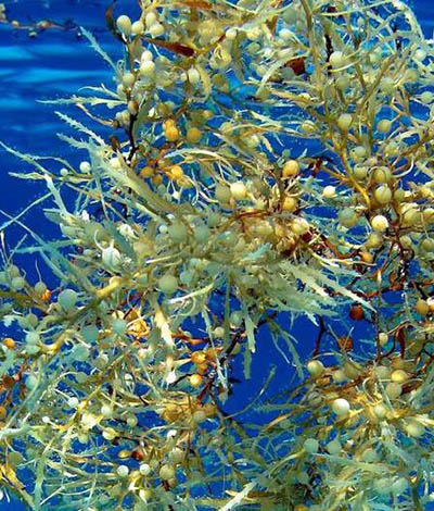 Cozumel Seaweed