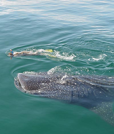 Whale Shark Cozumel