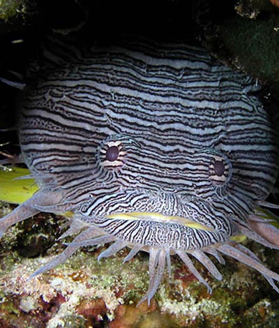 Cozumel Toadfish