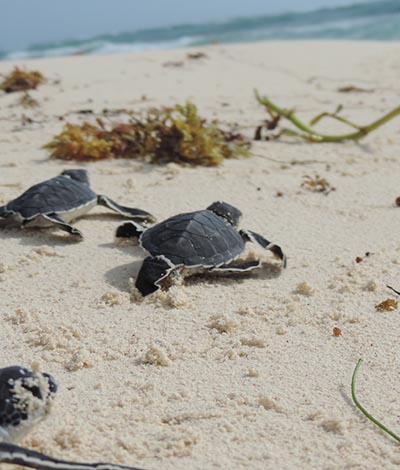 2018 Cozumel Turtle Season