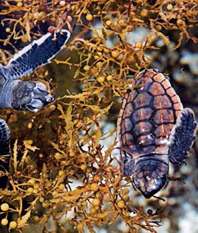 Cozumel Seaweed