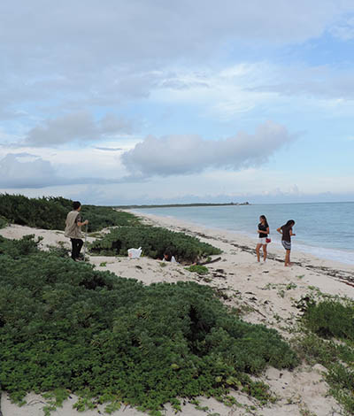 Cozumel Seaweed