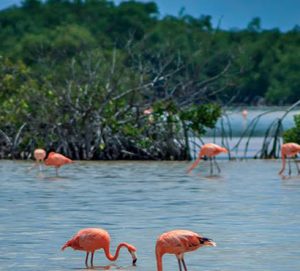 Cozumel Flamingos Fred Boehm