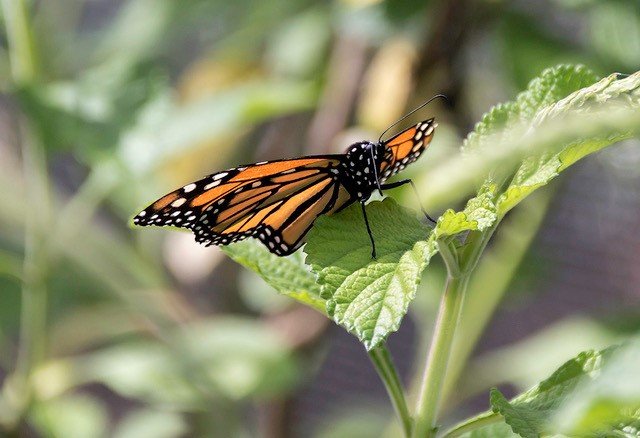 Jay Pomerantz butterly