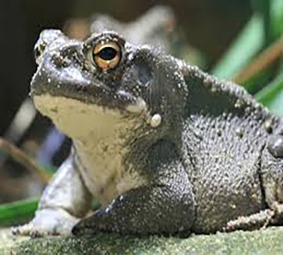 Cozumel Venomous Toad