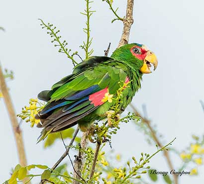 Cozumel Parrots