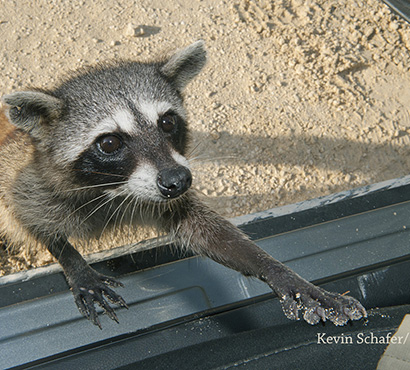 Cozumel Raccoon Kevin Schafer