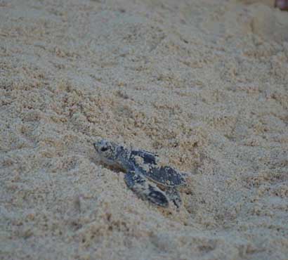 Cozumel Turtle Season