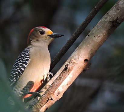 Cozumel Bird Festival