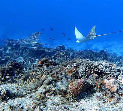 Healthy reefs for healthy people