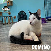 Humane Society of Cozumel Island