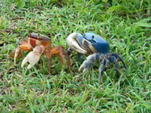 Cozumel Blue Crabs aren't always blue - photo courtesy of Rafael Chacon