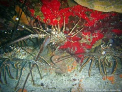 Lobster Season Opens in Cozumel