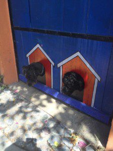 Cozumel Doggie Doors - Photo Courtesy of Glory Gallo