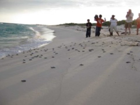 Cozumel Turtle Nesting