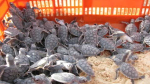 2018 Cozumel Turtle Season