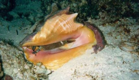 Conch Ban Season Cozumel