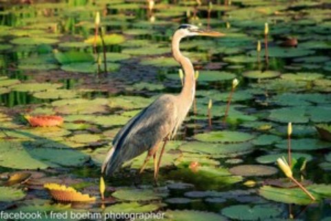 Cozumel Birding