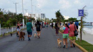 Photo Courtesy of the Humane Society of Cozumel Island