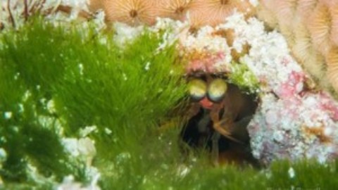 Cozumel Coral Bleaching