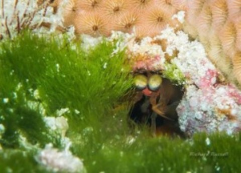 Cozumel Coral Bleaching
