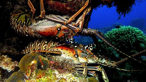 Cozumel Lobster Fishermen Report Banner Year