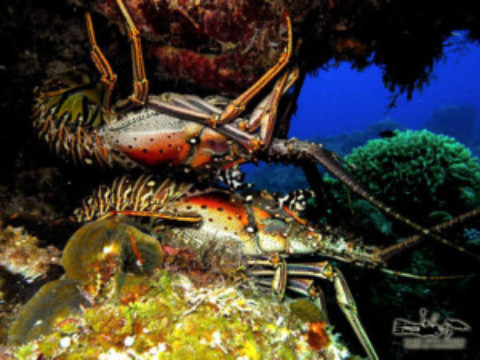 Cozumel Lobsters Ship Internationally