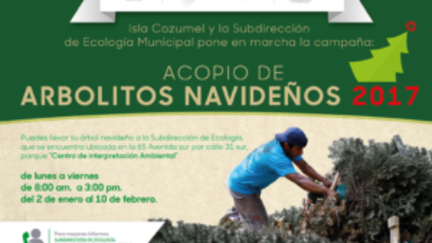 Cozumel Residents Urged to Recycle Christmas Trees