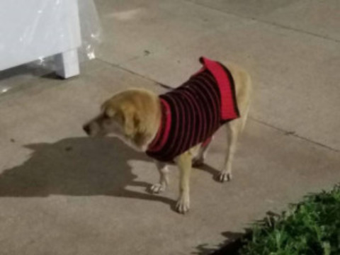 Lola: Cozumel’s Most Well-Known Dog