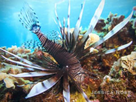 Lionfish Cozumel