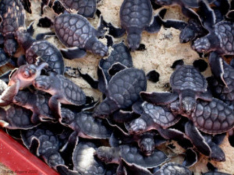 2017 Turtle Season Cozumel