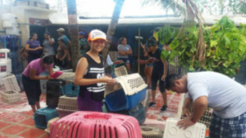 Humane Society of Cozumel Island Volunteer Program